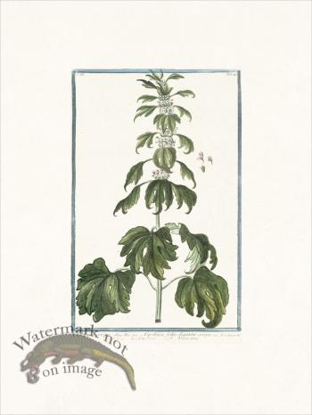 Bonelli 243 Motherwort with curly margins